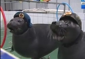 Российские тюлени в военно-патриотическом угаре