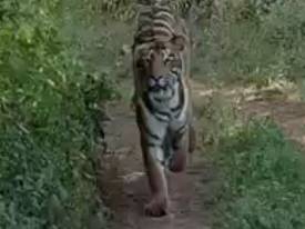 Еле ноги унесли: туристы получили долгожданную встречу с тигром 